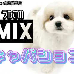 【 キャバション】SNSで爆発的人気のあのMIX!これぞMIXの理想系
