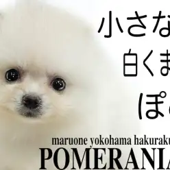 【 ポメラニアン 】生後60日で体重500g台の小さめサイズ！大人気の白ポメ！