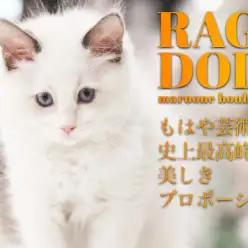 【 ラグドール 】チャンピオン家系は伊達じゃない！究極プロポーションラグドール
