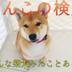 【 わんこの検定 】究極奥義！「ヘソ天爪切り」炸裂！こんな柴犬見たこと無い！