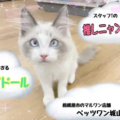 【 ラグドール 】スタッフTが今一番推してる城山ニャンコ！