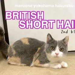 【 ブリティッシュショートヘア 】丸いフォルムの甘えん坊ガール!遊びが大好き!