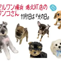 【 犬の日 】わん・わん・わんの日、NT店の6わん