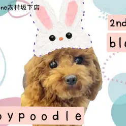 【 トイプードル 】お散歩・おすわり特訓中！生後6ヶ月トイプーちゃんの成長記録！