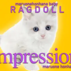 【 ラグドール 】ブルーポイントバイカラーの甘えん坊男子がやってきた！