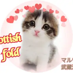 【 スコティッシュフォールド 】超美形なおっとりハチワレ登場！！