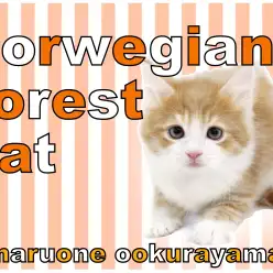 【 ノルウェージャンFC 】チャンピオン直子！甘えん坊なイケニャン！