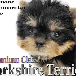 【 ヨークシャーテリア 】マルワンプレミアム！生後59日で体重375gの女の子！