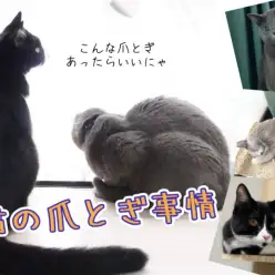 【 猫の爪とぎ 】爪とぎにも役割がある！愛猫好みの素材・形の爪とぎを見つけよう！