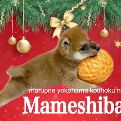 【 豆柴 】凛とした小さな豆柴くん生後76日の今