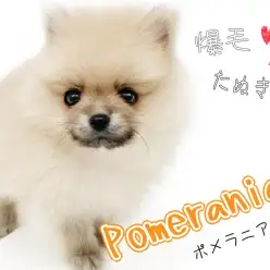 【 ポメラニアン 】東川口店初登場！クリームセーブルカラーの爆毛たぬき顔ポメ