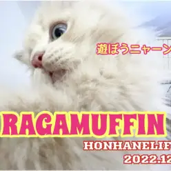 【 ニャンコライフ 】人が大好きで甘えん坊のラガマフィンちゃん