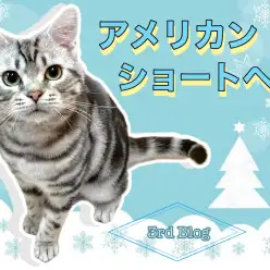 【 アメリカンショートヘア 】グレードアップしたトレーニングに挑戦中!