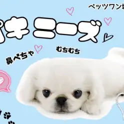 【 ペキニーズ 】ムチムチ愛されボディ＆鼻ぺちゃ愛嬌フェイスの女の子