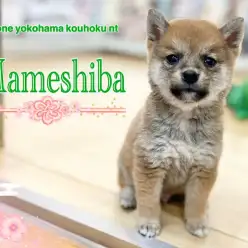 【 豆柴 】圧巻の美しい顔立ちの豆柴プリンスがNT店にやって来た！