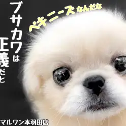 【 ホンハネライフ 】スタッフOが推したいブサカワちゃん