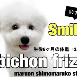 【 ビションフリーゼ 】しつけもバッチリ！笑顔が可愛い生後6ヶ月の成長日誌！