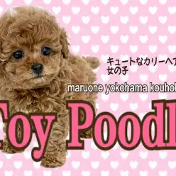 【 トイ・プードル 】モフ感最高のテディプーちゃん