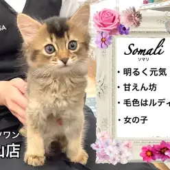 【 ソマリ 】キリっとした美麗な外見と甘々な性格の猫