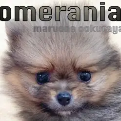 【 ポメラニアン 】手の平に乗っちゃう小ささ！オレンジセーブルポメ！