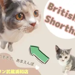 【 ブリティッシュ ショートヘア 】愛し愛され9ヶ月齢に成長!レアカラーの女の子