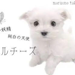 【 マルチーズ 】純白のキラキラ天使!マルチーズちゃんが仲間入りしました!