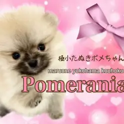 【 ポメラニアン 】生後63日360グラムの極小たぬきポメ