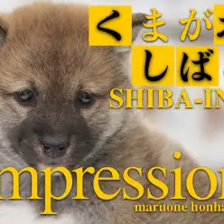 【 柴犬 】究極のくま顔！赤毛の王道日本の宝が登場だ！