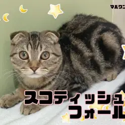 【 スコティッシュフォールド 】スタッフM激押し！のんびりマイペースくんです！
