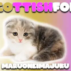 【 スコティッシュフォールド 】希少!ダイリュートキャリコの垂れ耳・丸顔な女の子