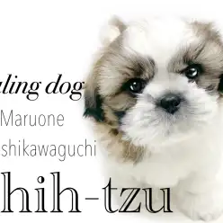 【 シーズー 】初心者ユーザーさまにおすすめワンコ！癒されぺちゃ顔シーズー