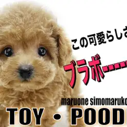 【 トイプードル 】生後2ヶ月で体重573g！小さめサイズのアイドル系子犬！