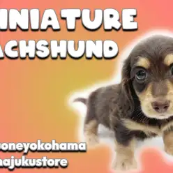 【 ミニチュアダックスフント 】チョコタンカラーの目ヂカラ最強な短足ガール！