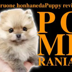 【 ポメラニアン 】超たぬきポメ！オレンジカラーのキューティーボーイ登場！