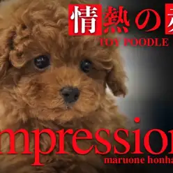 【 トイプードル 】情熱色を持った美男子！猛烈イケメンパラダイス注意報発令！