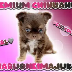 【 チワワ 】大人気チョコタンカラーのプレミアムな女の子が聖地に降臨!