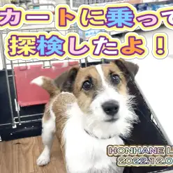 【 トレーニング 】カートに乗って探検したら楽しかったよ！ジャックちゃんの巻