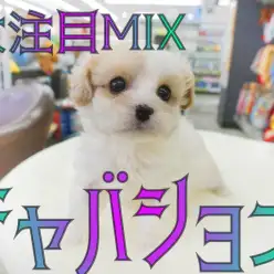 【 キャバション 】ブレナムスポットが3つ？！大人気MIX降臨！！
