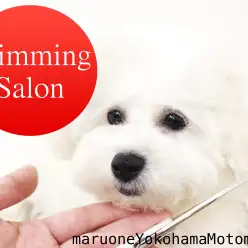 【 元町トリミング 】マルワン横浜元町店トリミングサロンのご案内♪♪