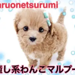 【MIX・マルプー】摩訶不思議なカラーリング！癒し効果抜群マルプーちゃん登場！