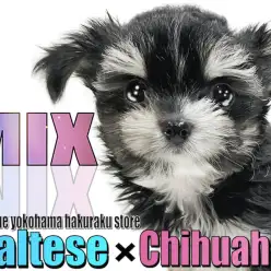【 MIX 】両親はマルチーズとチワワ！フレンドリーな性格の小さめわんこ！