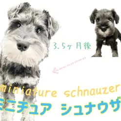 【 ミニチュア・シュナウザー 】生後5ヶ月！甘えん坊シュナちゃんの成長記録！