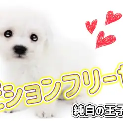 【 ビションフリーゼ 】まるで白くま！ふわもこ純白王子がやってきた！