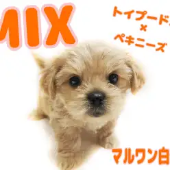 【 MIX 】両親はトイプードルとペキニーズ！コロっとしたドワーフ体型に注目！