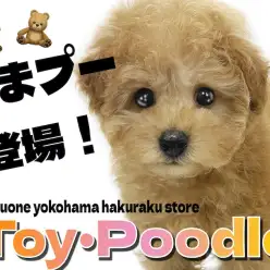 【 トイ・プードル 】小さめサイズのテディベア系わんこ！くまプーの可愛さをお届け
