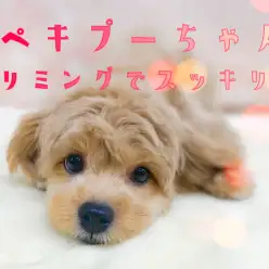 【 ペキプー 】初めてのトリミングでスッキリ可愛く大変身！！！