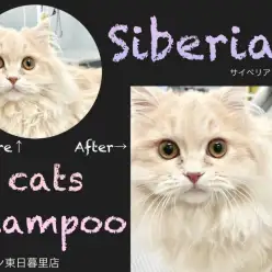 【 サイベリアン 】猫シャンプーブログ~美サイベちゃん編~