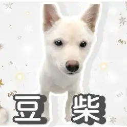 【 豆柴 】生後5ヶ月を迎えた豆柴くんの成長っぷりをご覧あれ！