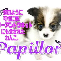 【 パピヨン 】大きなお耳はまさに蝶の羽ばたき！全犬種屈指の可憐さ！