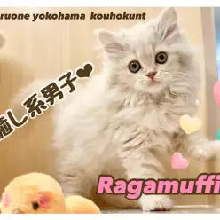 【 ラガマフィン 】これぞ猫のテディベア！ふんわり可愛い系大型猫にゃん